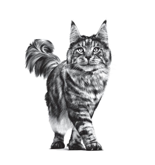 Royal Canin Gastrointestinal felino 2kg